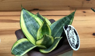 金边虎尾兰的养殖方法和注意事项（金边虎尾兰的养殖方法和注意事项有哪些）