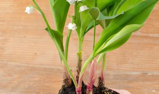 好运来盆栽怎么养殖方法 好运来盆栽图片