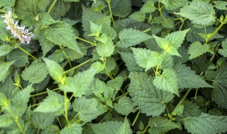 盆栽藿香种植方法是什么 藿香盆栽如何种植技术