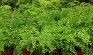 盆栽吸毒草的养殖方法和注意事项 吸毒草花的养殖方法和注意事项