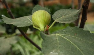 怎么盆栽种植无花果 盆栽无花果树怎么种植