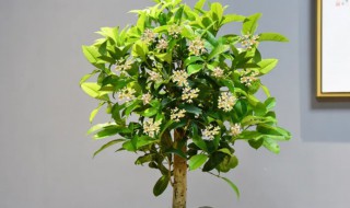 室内盆栽桂花冬季能剪枝吗 桂花冬季可以修剪吗