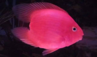 鹦鹉鱼为什么叫鹦鹉鱼（鹦鹉鱼为什么叫鹦鹉鱼?）