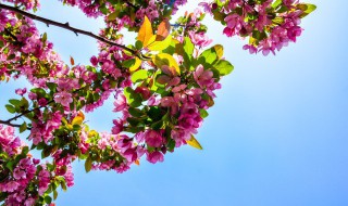 三角梅盆栽用深盆还是浅盆好（三角梅用浅盆还是高盆?）