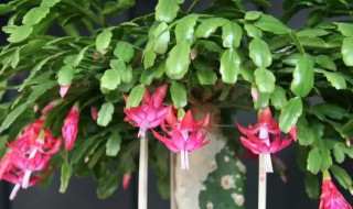 蟹爪兰每盆栽几棵（蟹爪兰一盆适合栽几棵）