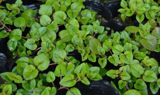 金钱草种植技巧有哪些 金钱草种植技术和方法