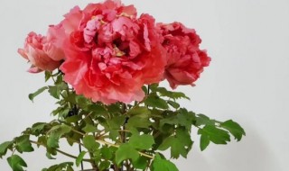 盆栽牡丹用什么土最好（盆栽牡丹花用什么土栽最好）