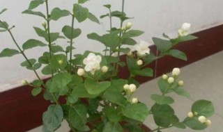盆栽茉莉冬季怎样过冬 盆栽茉莉怎么过冬天