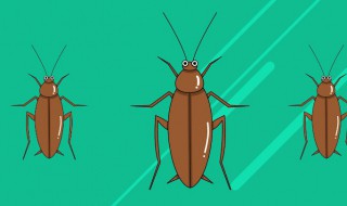 什么东西灭蟑螂最快最有效且无毒(什么东西灭蟑螂最快最有效且无毒的)