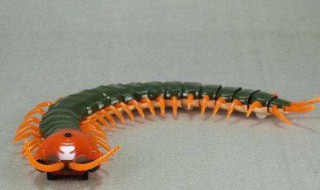 蜈蚣怕什么东西和气味（蜈蚣的气味）