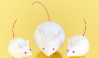 老鼠最怕什么气味（老鼠最怕什么气味?怎么把老鼠赶走啊?）