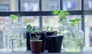 水培滴水观音怎么养 滴水观音能水培养吗