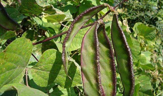 扁豆的打尖方法 扁豆长多高掐尖打顶