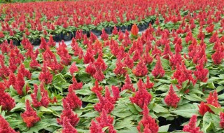 鸡冠花种植时间和方法（鸡冠花的种植技术与管理）