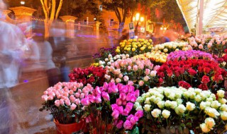 为什么花浇太多水会枯萎（为什么花都枯萎了才知道浇水呢）