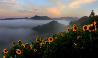 向日葵在古代的雅称（向日葵在古代的雅称单字）