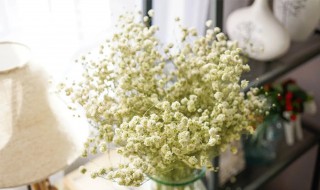 满天星干花和鲜花区别 满天星干花和鲜花区别哪个好