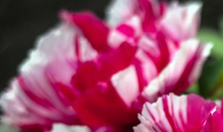 盆栽牡丹叶子突然枯萎怎么办 盆栽牡丹叶子变黄枯萎