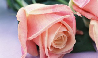 玫瑰花怎样修剪（玫瑰花怎样修剪才会开花）