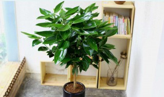 盆栽平安树叶子枯萎了怎么救活（盆栽平安树叶子枯萎怎么办）