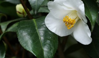 盆栽山茶花怎么修剪（山茶花如何修剪）