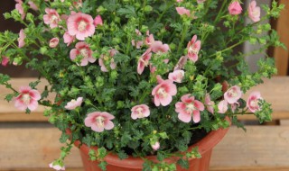 盆栽木槿花怎样修剪 盆栽木槿怎么修剪