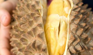 冷冻榴莲和新鲜榴莲有什么区别 冷冻榴莲和新鲜榴莲一样吗