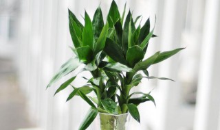 观音竹和富贵竹的区别 观音竹和富贵竹哪个寓意好