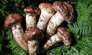 松茸放冰箱冷藏还是冷冻 松茸是放冰箱保鲜还是急冻