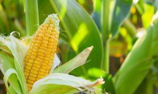 生玉米放冷藏还是冷冻（生玉米要冷藏吗）