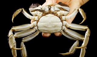 海蟹冷冻还是冷藏（海蟹冷冻吗）