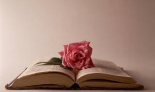 盆栽玫瑰的养护(盆栽玫瑰花的养护)