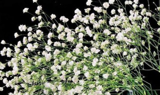 满天星可以水养吗（满天星可以水养不）