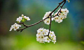 桐月是哪一个月（月桐出自哪里）