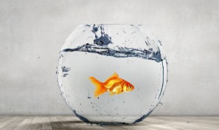 吃脏东西清理鱼缸的冷水鱼有哪些