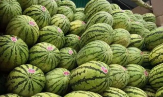 石头瓜产地在哪里（石头瓜是什么品种）