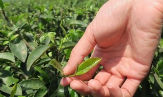 正山小种产地原产地是哪里呀(正山小种有几个产地)