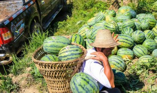 广西西瓜产地在哪里（广西北海西瓜产地在哪个地方）