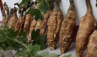 江西有哪些地方种葛根（江西哪里产葛根）