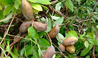 八月瓜几月份成熟 8月瓜几月份成熟