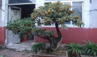 盆栽桂花树栽培技术 桂花树种植技术方法