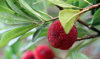 杨梅的产地在哪里（杨梅最有名的产地是哪里）