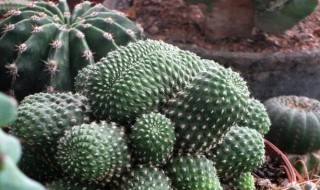 仙人球的原产地在哪里（国内仙人球的产地）