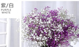 满天星插花瓶里需要水吗 满天星花插在花瓶里用加水吗