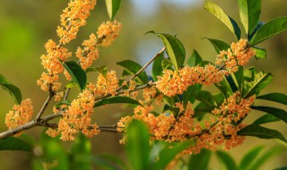 桂花的修剪时间和方法 桂花怎样修剪几月份修剪