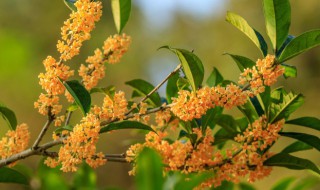 四季桂花盆景什么季节修剪好 盆栽桂花几月修剪最好