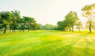 古代树木雅称（古代树林的雅称）