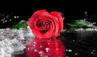 玫瑰的古代雅称(玫瑰在古代的称呼)