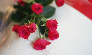 盆栽玫瑰花怎么修剪 盆栽玫瑰花怎么修剪才茂盛