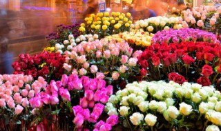 玫瑰开花之后怎么修剪 玫瑰花开后怎样修剪